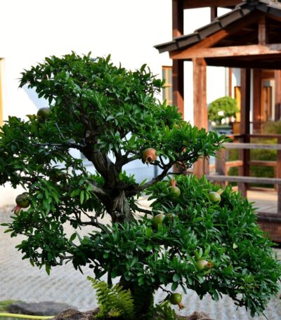 pomegranate bonsai