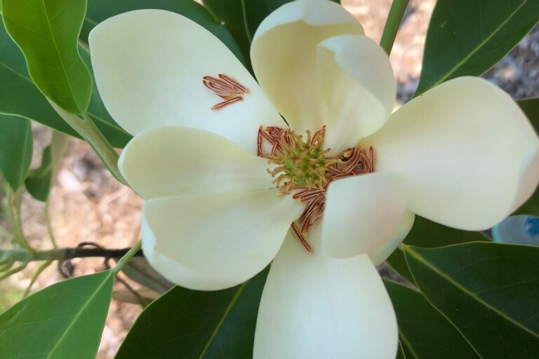 La Magnolia virginiana es un &aacute;rbol deciduo nativo de Am&eacute;rica del Norte