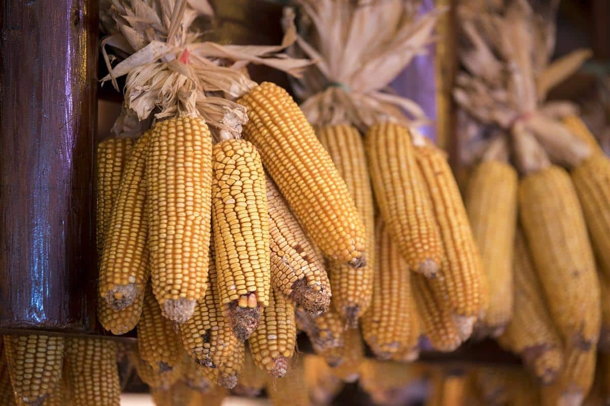 corn cobs