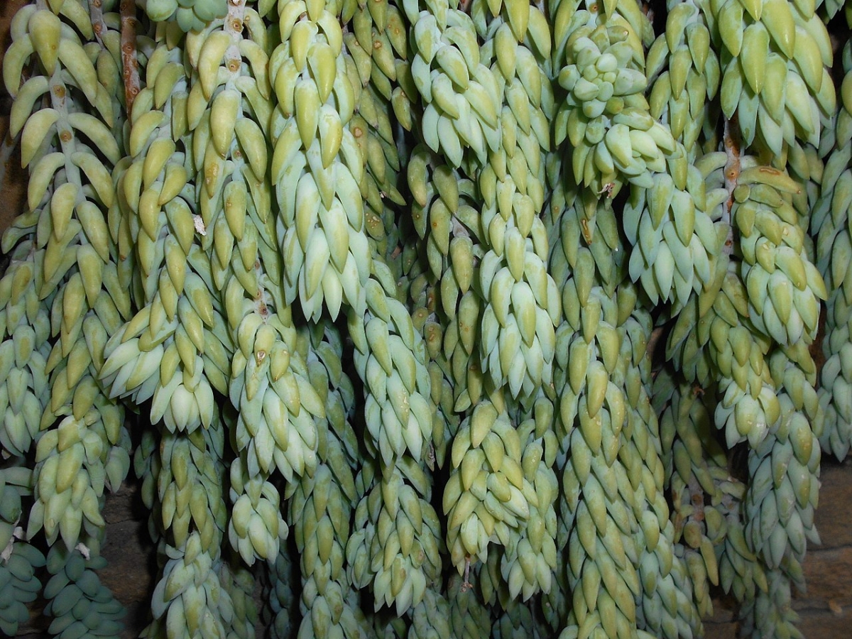 Sedum morganianum is a coarse hanging plant that wants shade