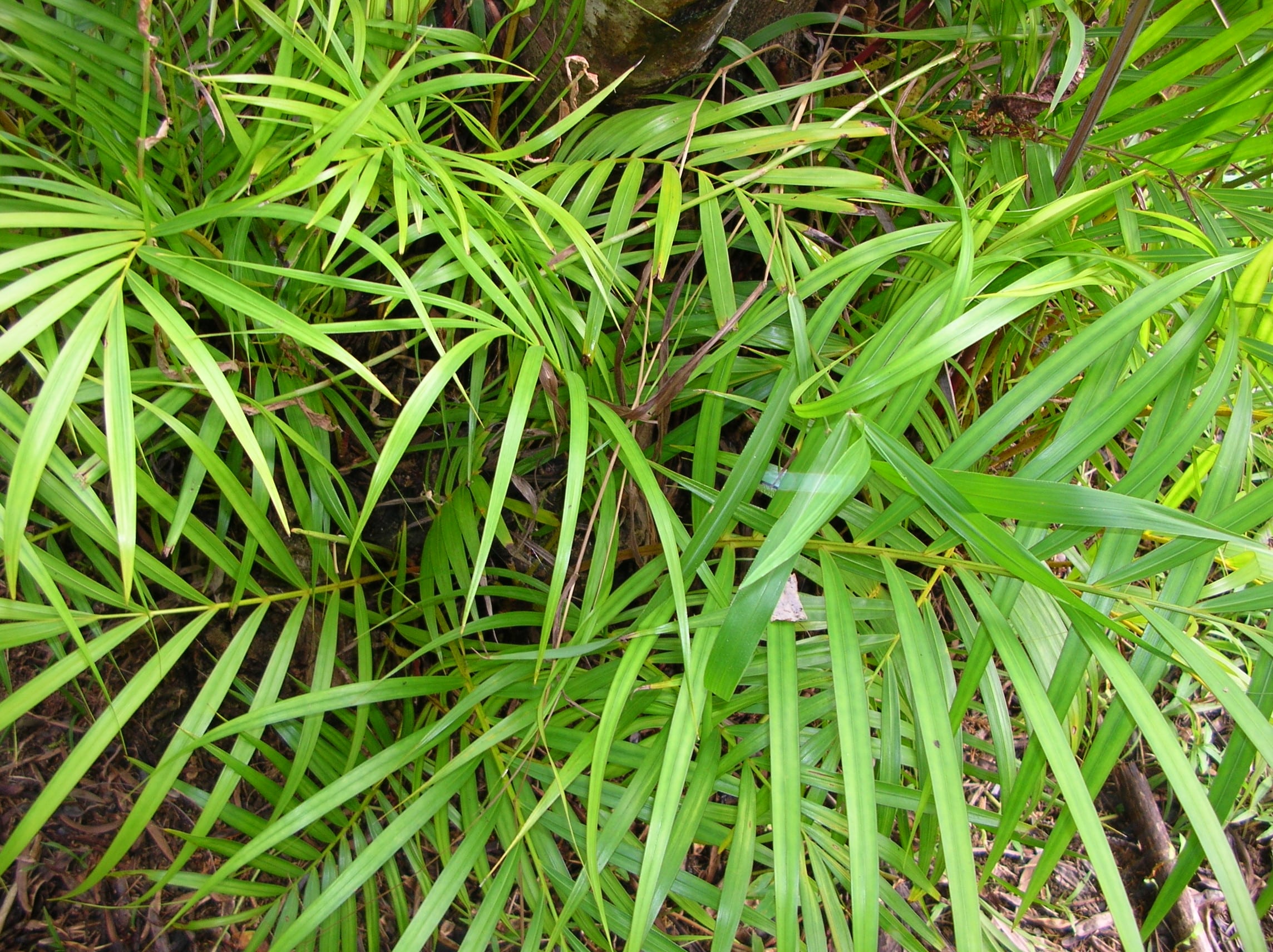 Areca is subtropical