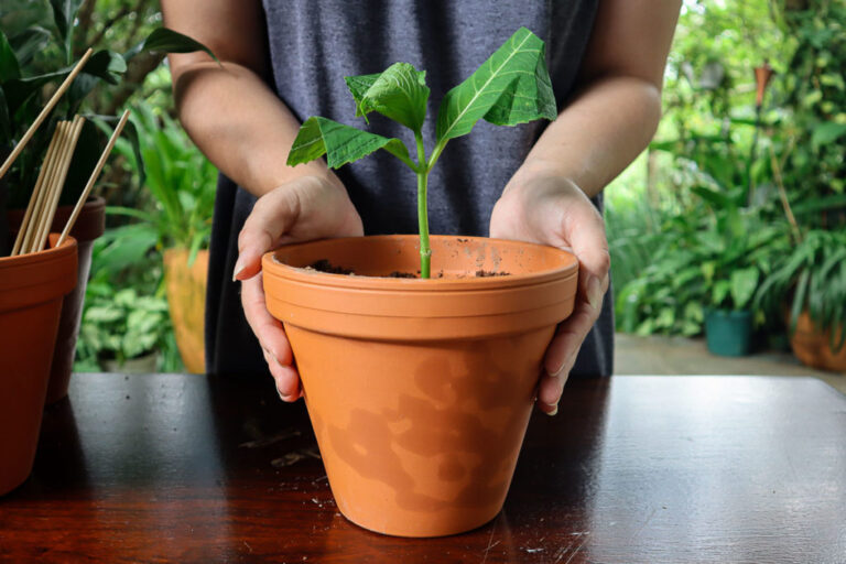 Propagate Hydrangeas from Cuttings in 7 Easy Steps - ISPUZZLE