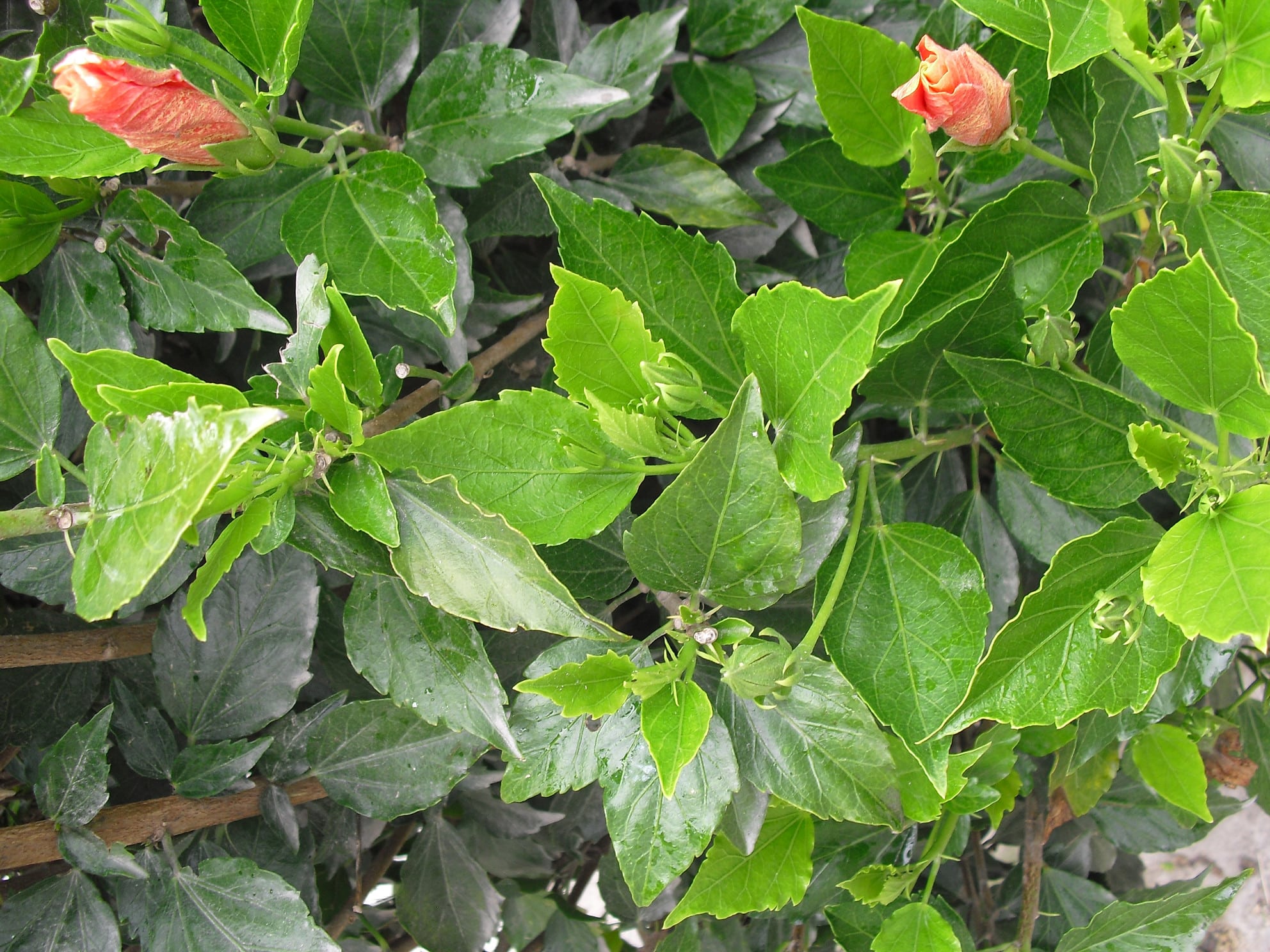 Hibiscus leaves are green.