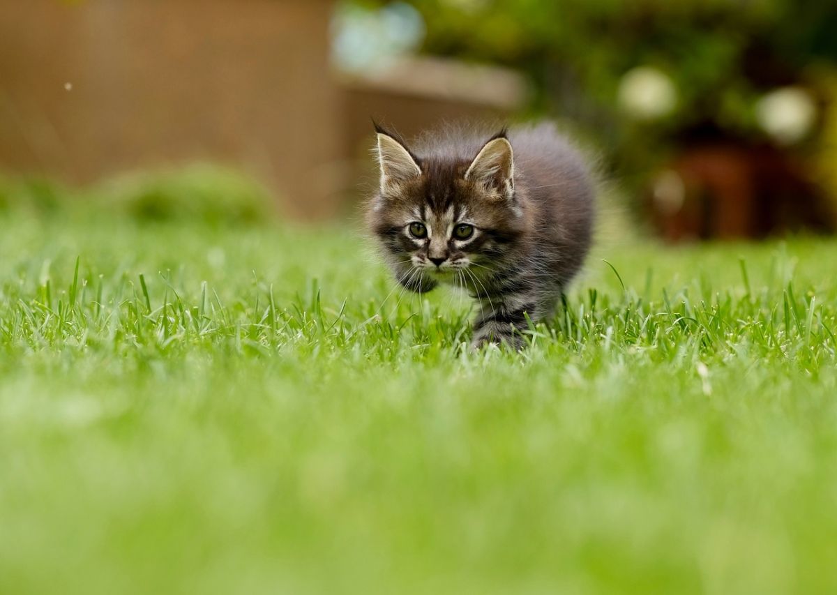 kitten walking on the grass