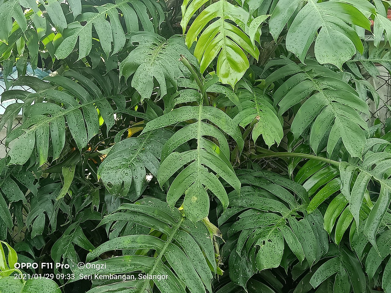 Epipremnum pinnatum has pinnate leaves.