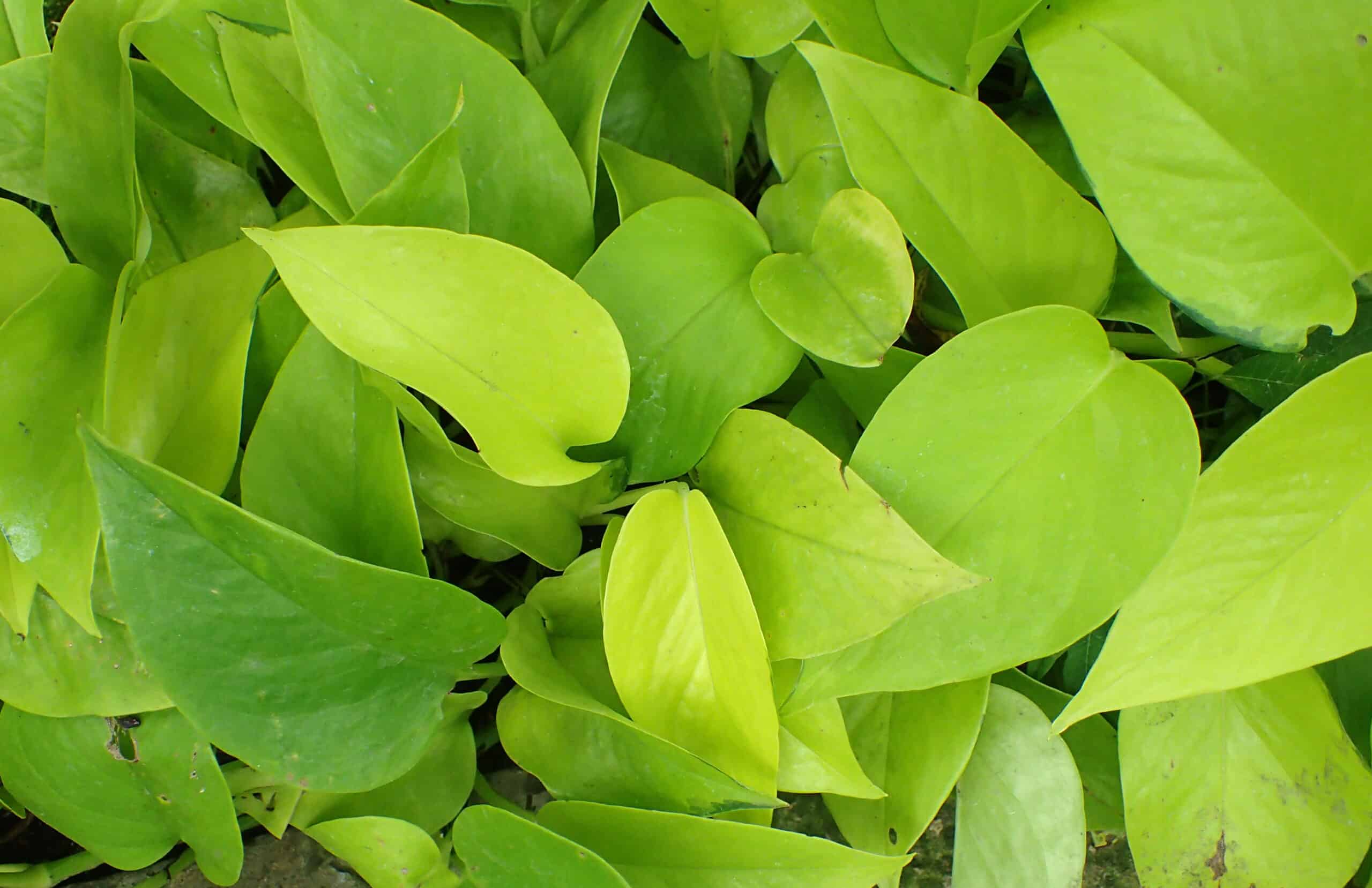 Neon Pothos has yellowish green leaves