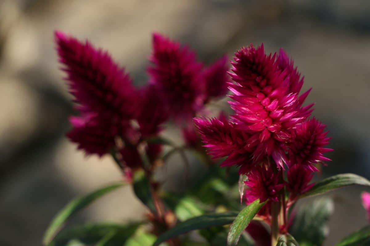 feathery celosia stems