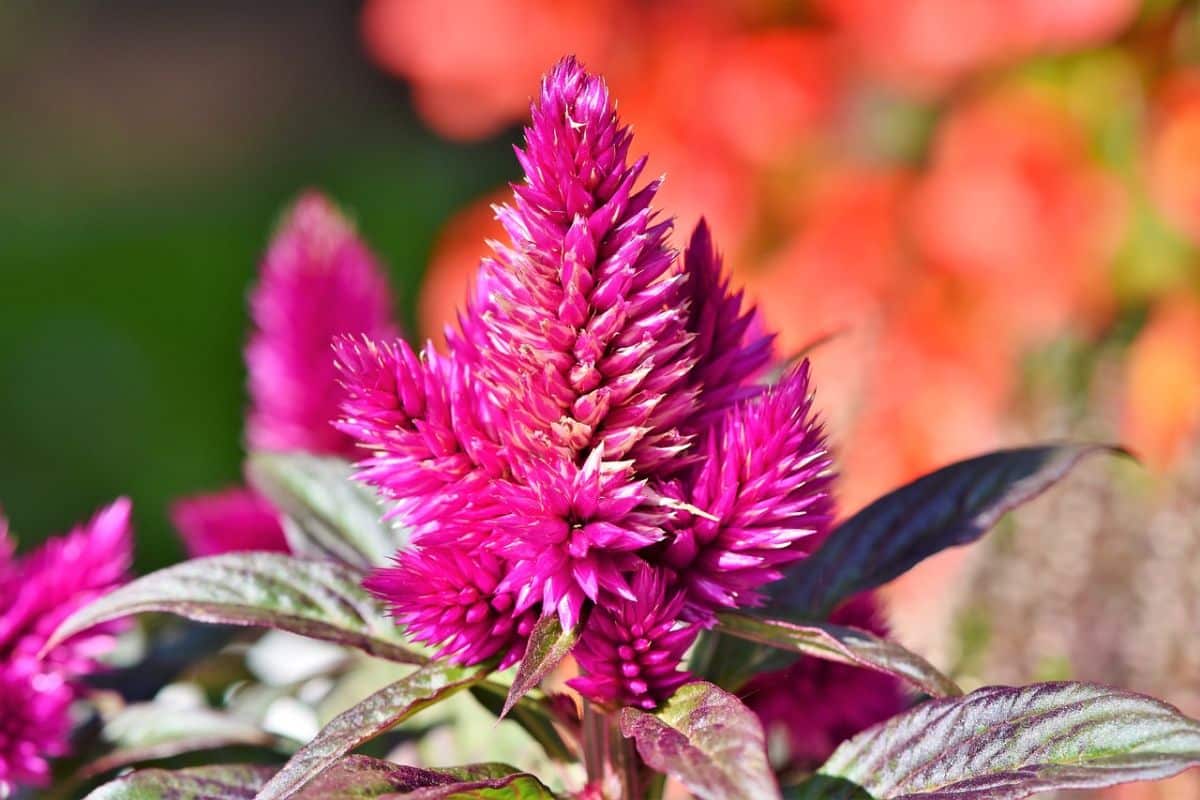 group pink celosia