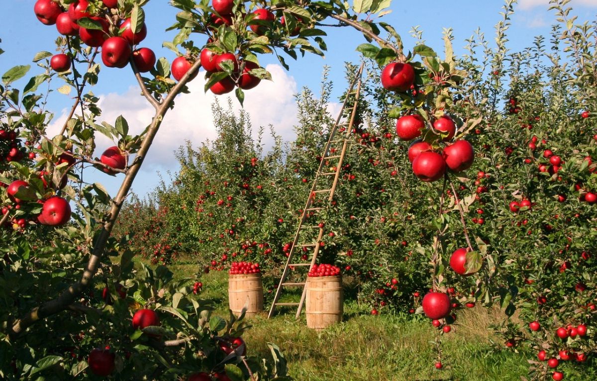apple orchard with fruits