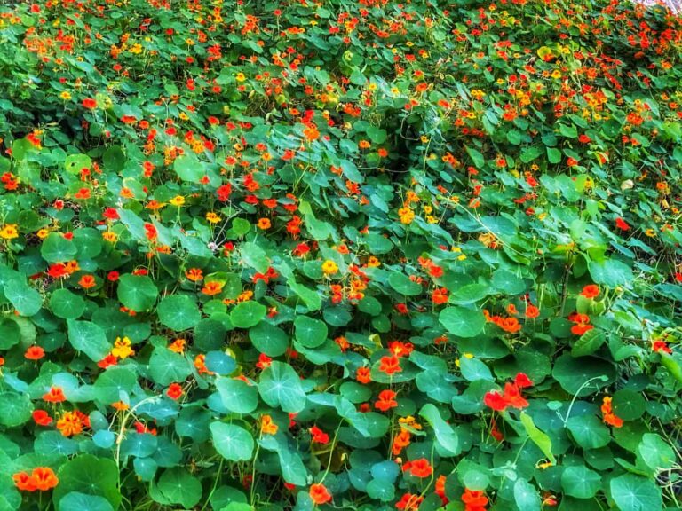 15 Invasive Perennials That Can Take Over Your Garden