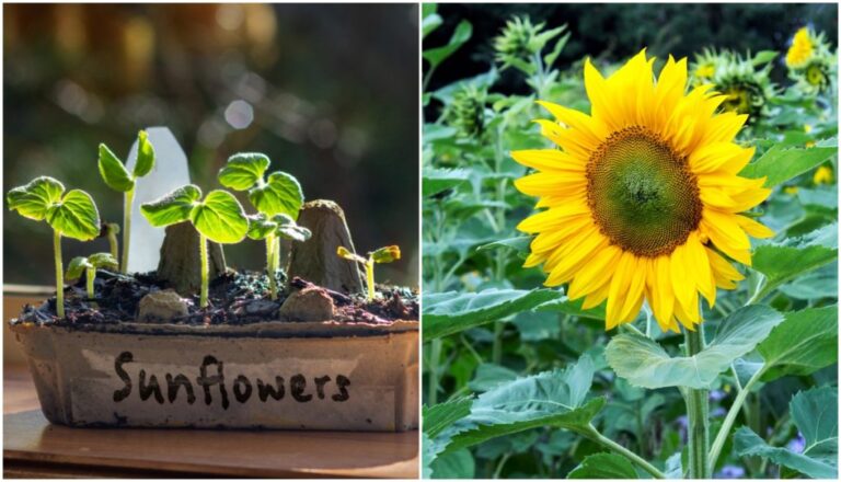 from seed to big flowers – ISPUZZLE