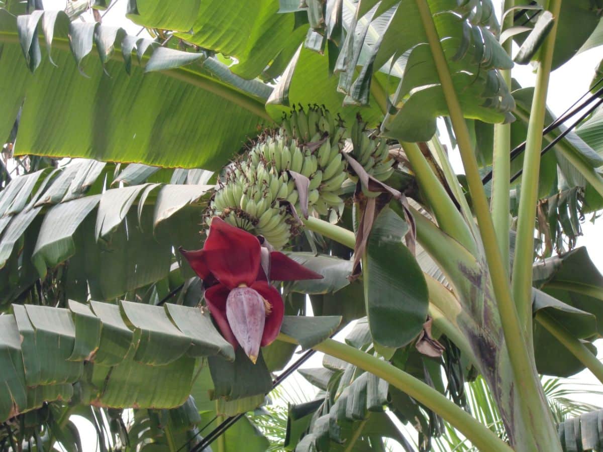 flowering banana tree