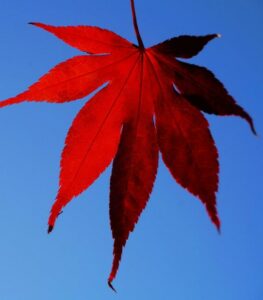 A Japanese maple leaf