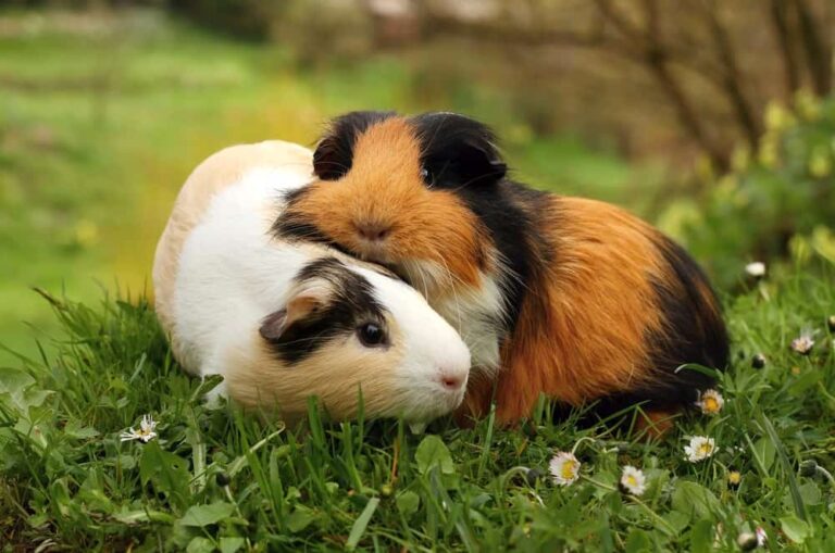10 reasons why guinea pigs are the perfect pet