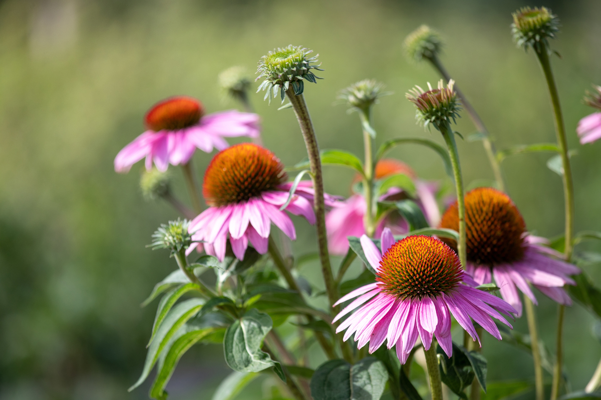 20 reasons to grow echinacea + how to do it