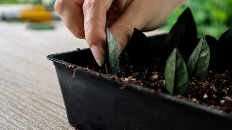 3 Ways to Propagate ZZ Plant (Step by Step) – ISPUZZLE
