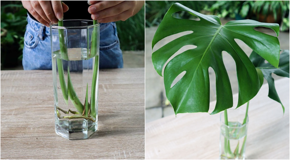 Monstera propagation: 3 different ways