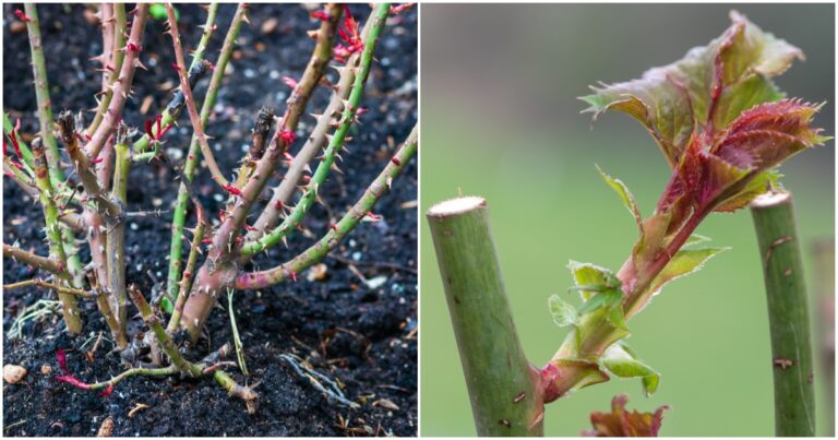 Cuidado de rosas de primavera: 5 tareas esenciales de primavera para todo cultivador de rosas