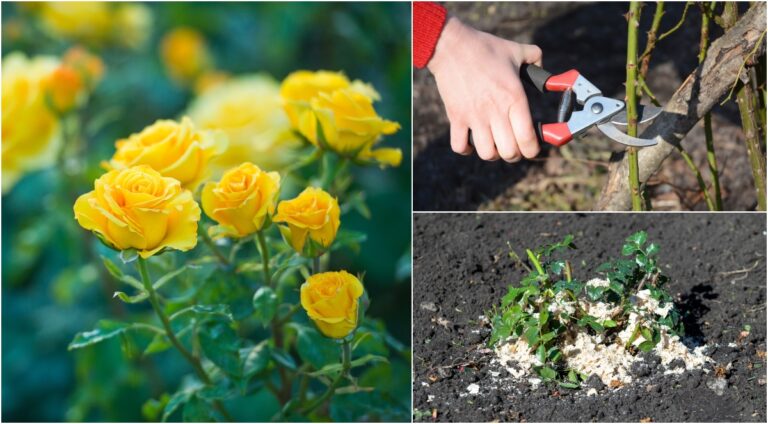 6 secretos para sacar más flores a tus rosas