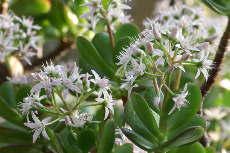 La Crassula ovata es una suculenta de bajo mantenimiento