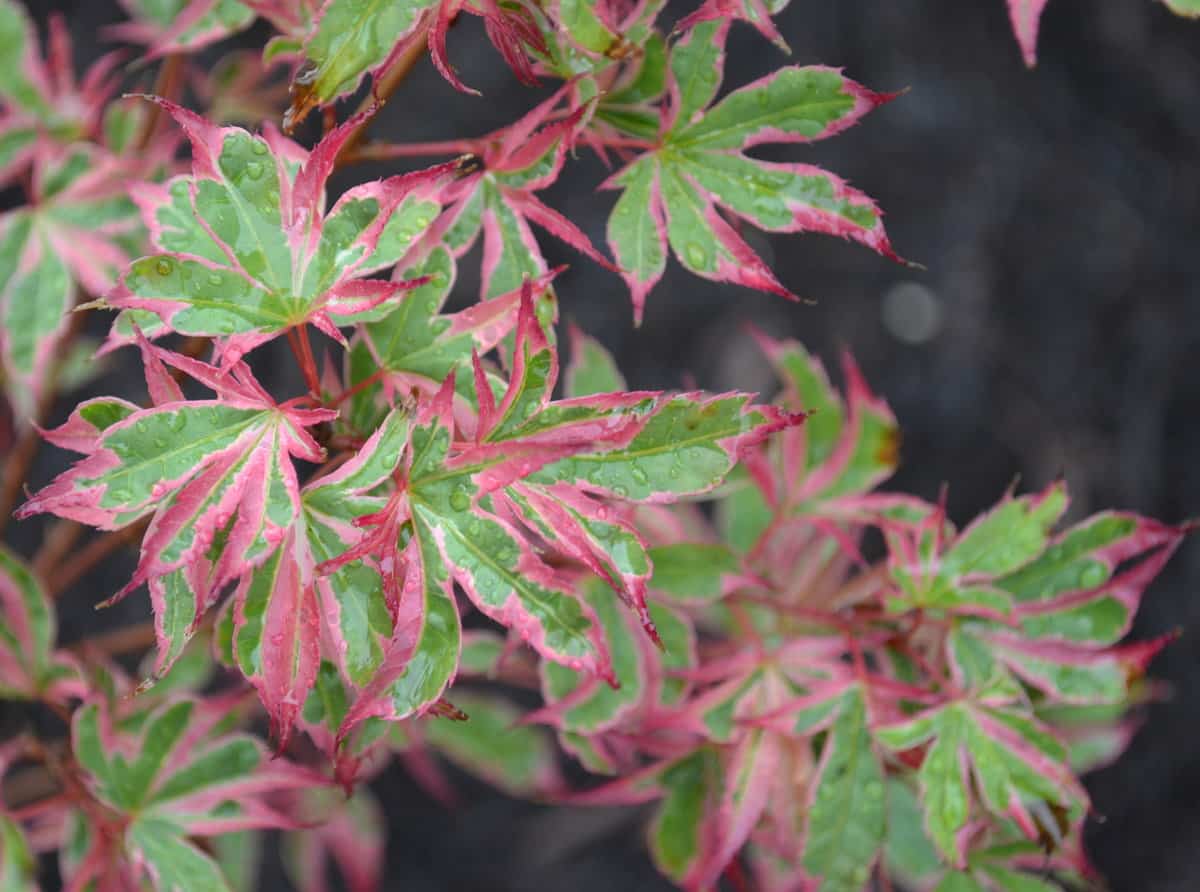 Acer palmatum beni shichihenge is not very tall