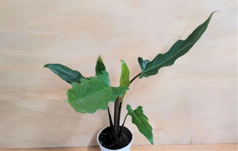 Alocasia lauterbachiana de hojas p&uacute;rpuras Etsy