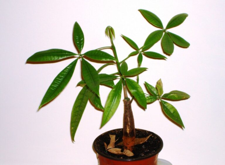 pachira aquatica: enfermedades