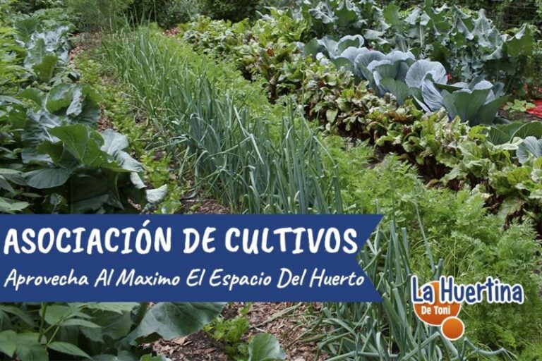 Association of vegetable crops