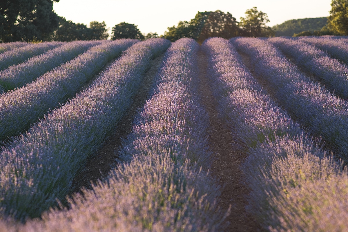 Brihuega lavender fields are located in the province of Guadalajara