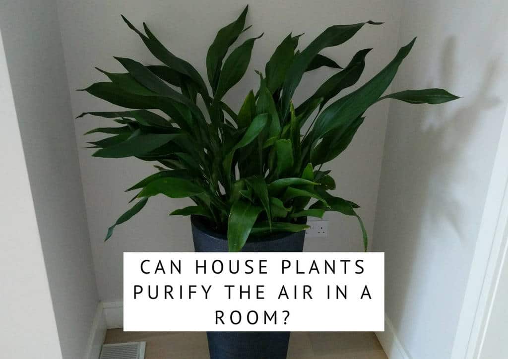 Can indoor plants purify the air in a room?  –ISBUZZLE