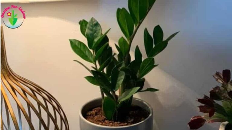La planta zz de interior crece bien en una maceta.