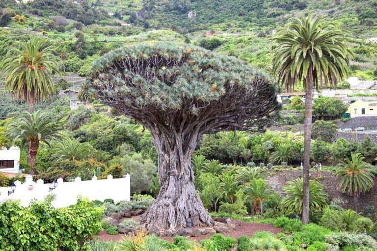 arbol de tenerife