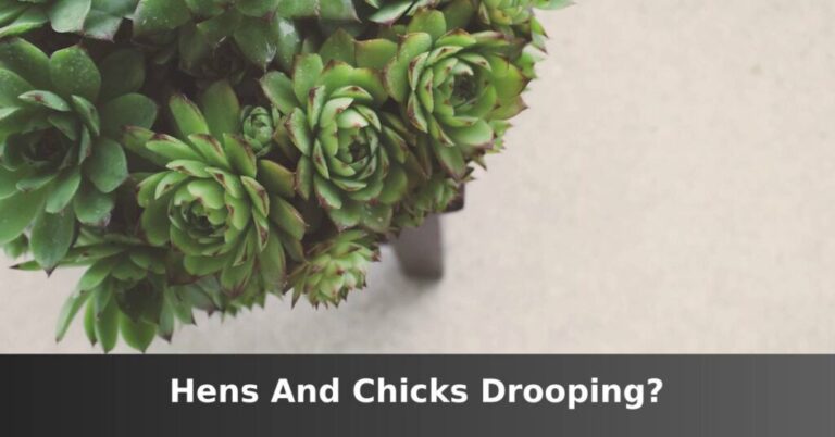 Hens and chicks hanging [Main Causes And Solutions] –ISBUZZLE