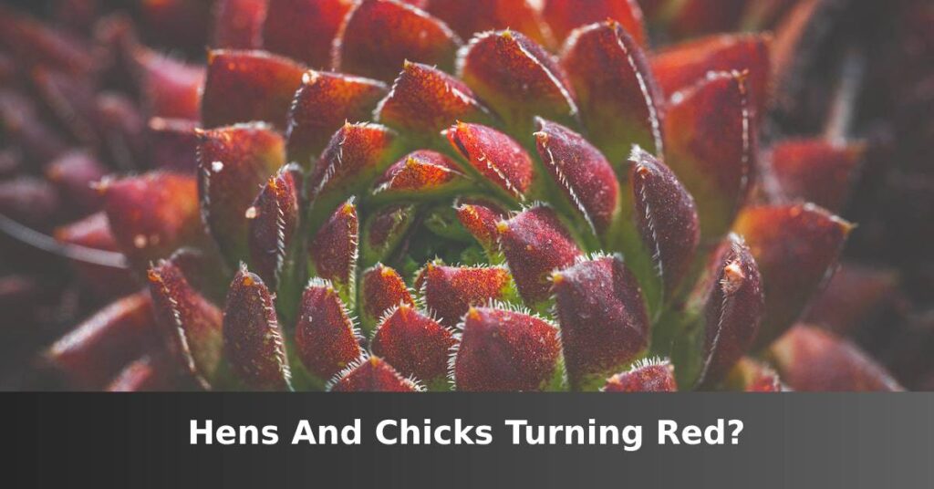 Hens and chicks turning red [Main Reasons Why] –ISBUZZLE