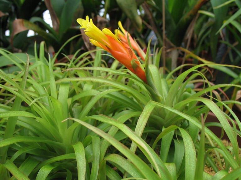 guzmania hijos