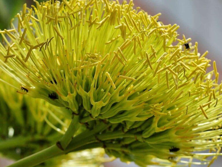 La flor del agave es terminal