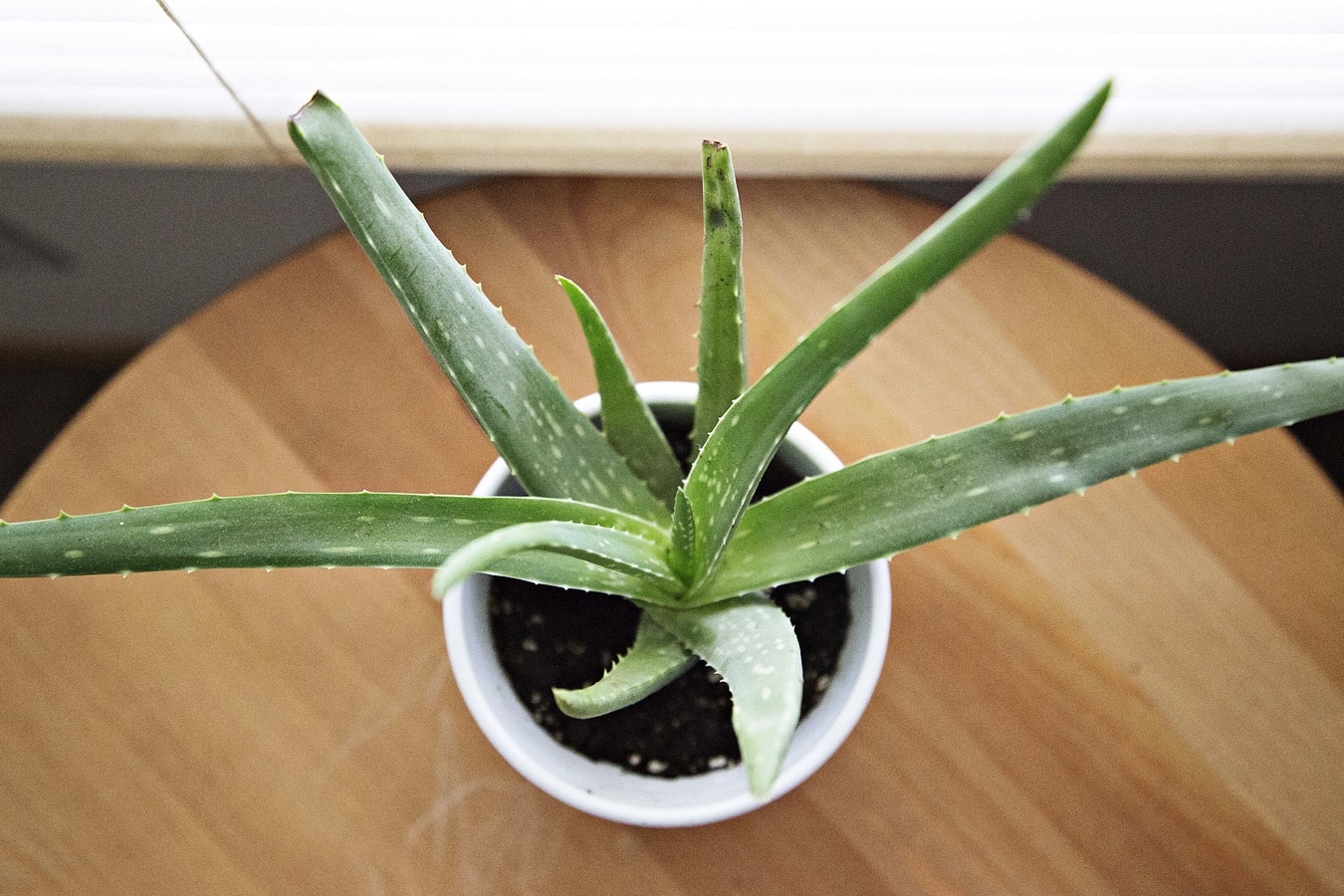 Aloe vera needs little watering