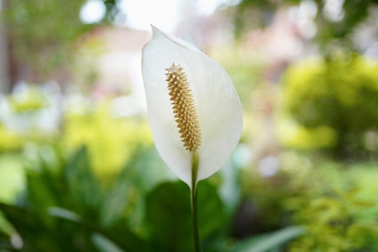 How to Get More Flowers From Your Peace Lily - ISPUZZLE