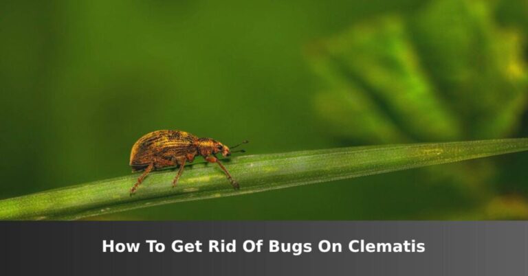 How to Get Rid of Bugs on Clematis - ISPUZZLE