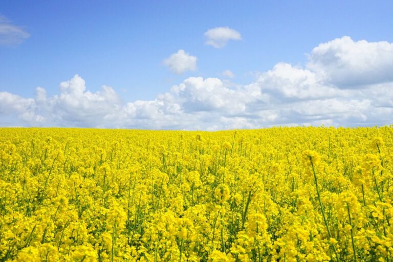 semillas de flores