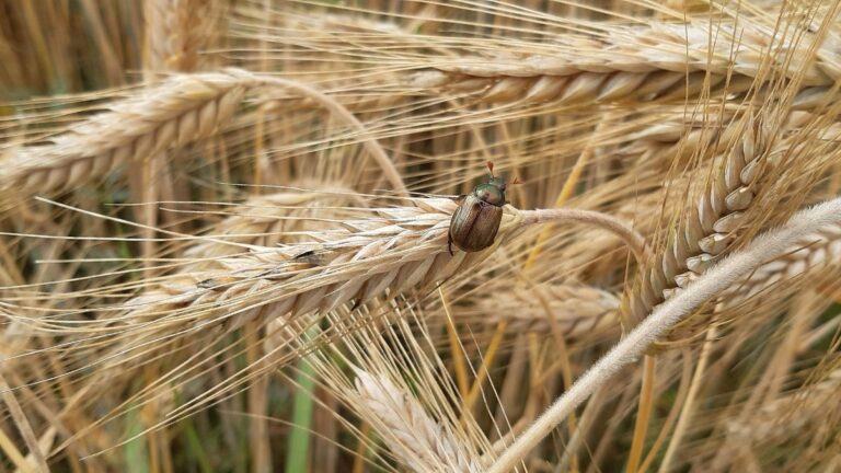 insecticidas para cucarachas