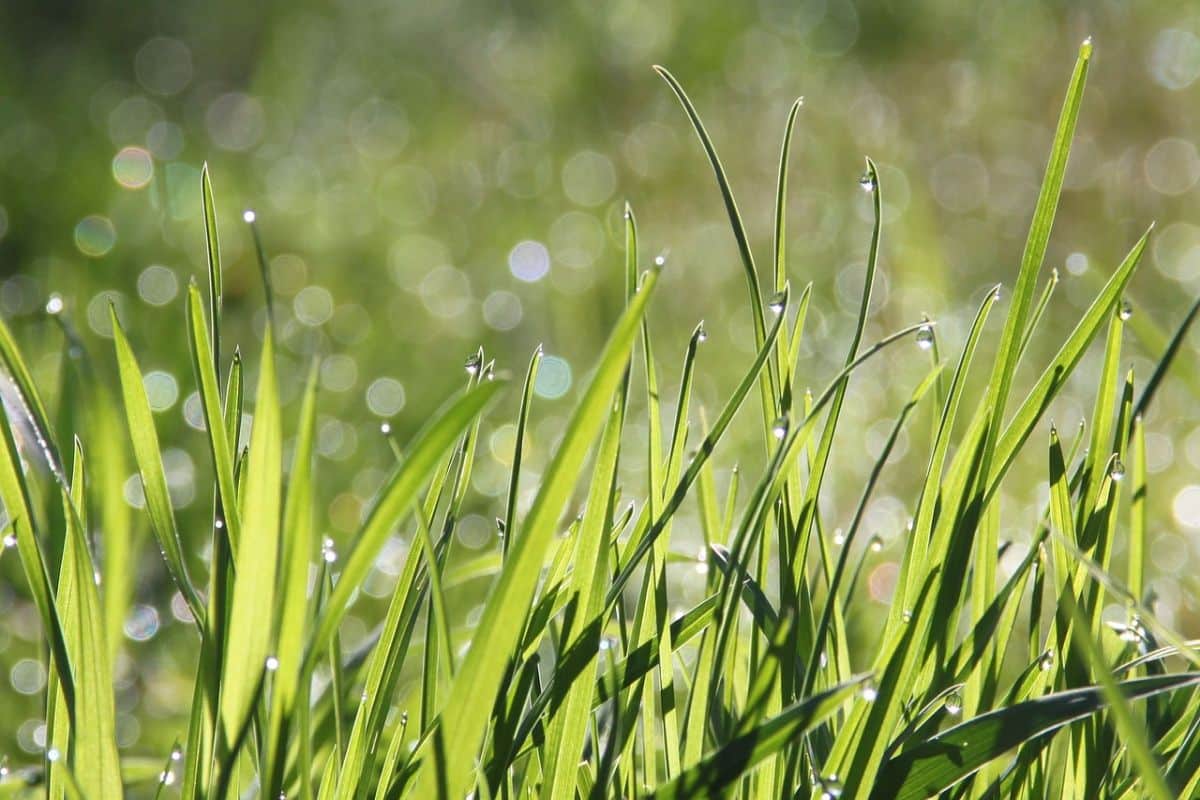 disinfect artificial grass