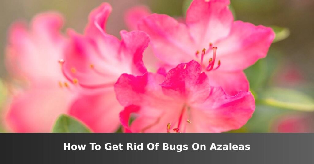 How to get rid of insects on azaleas - ISPUZZLE