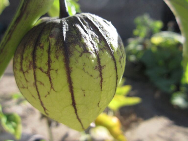 tomate verde madurando