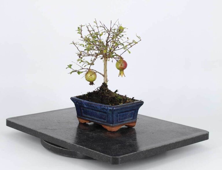 bonsai granado