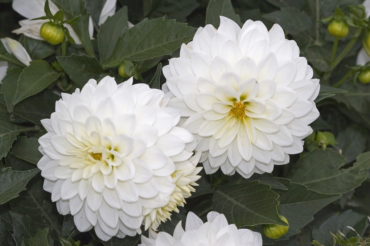 white dahlia care