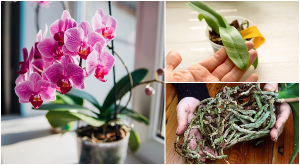 Cómo hacer que tu orquídea florezca de nuevo