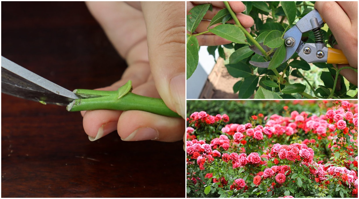 How to propagate roses from cuttings.