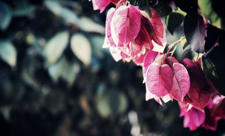 flores de buganvilla seca