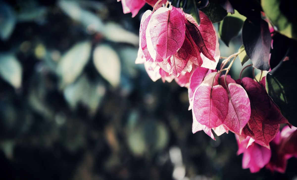 dried bougainvillea flowers